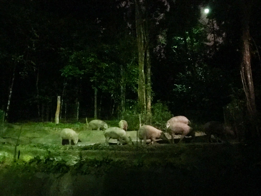 [新加坡景點]帶小孩逛夜間動物園 市區到夜間動物園交通&園區內的時間安排