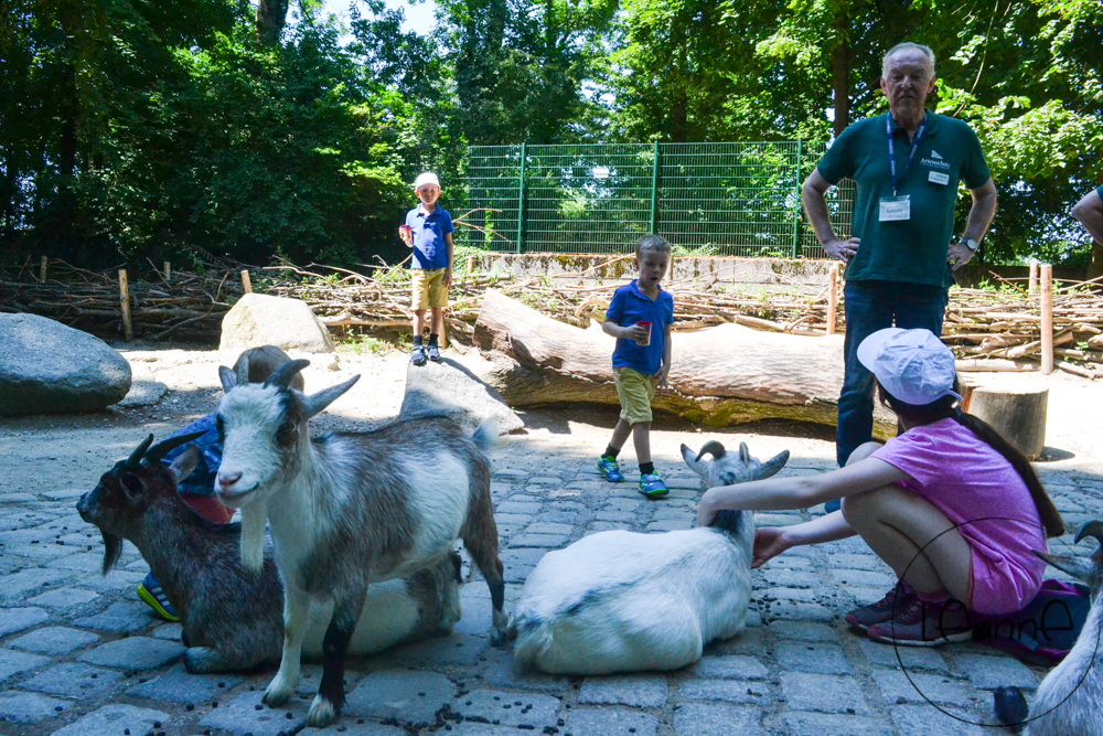 [德國親子行程]慕尼黑Hellabrunn動物園 動物種類多 遊樂設施豐富 半日行程推薦