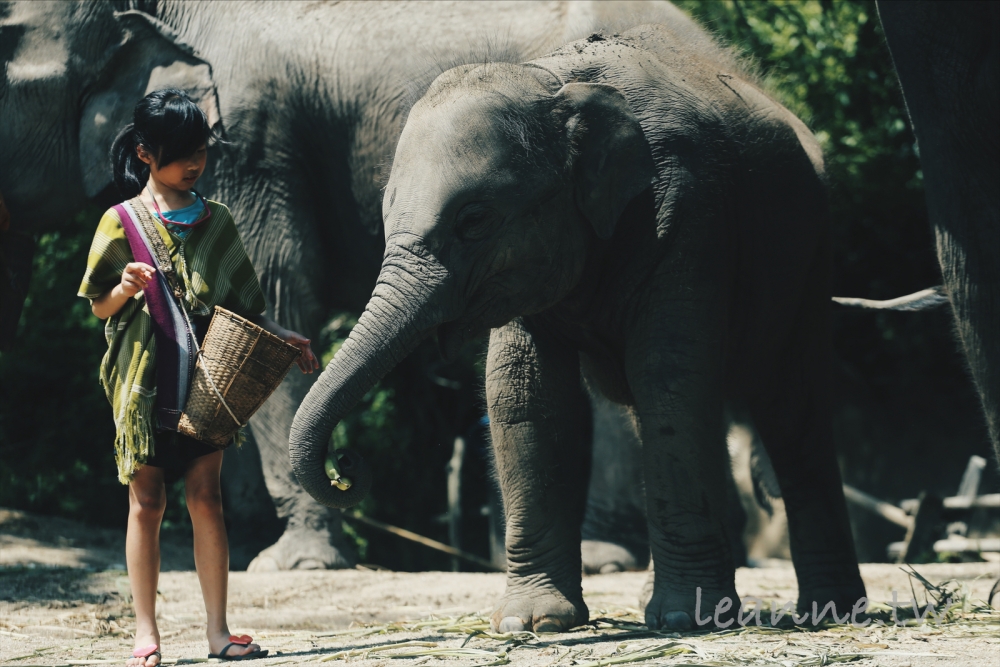 [泰國清邁親子行]到庫倫部落照顧大象 活動豐富 專業攝影 以及超豐盛午餐 超難忘的體驗