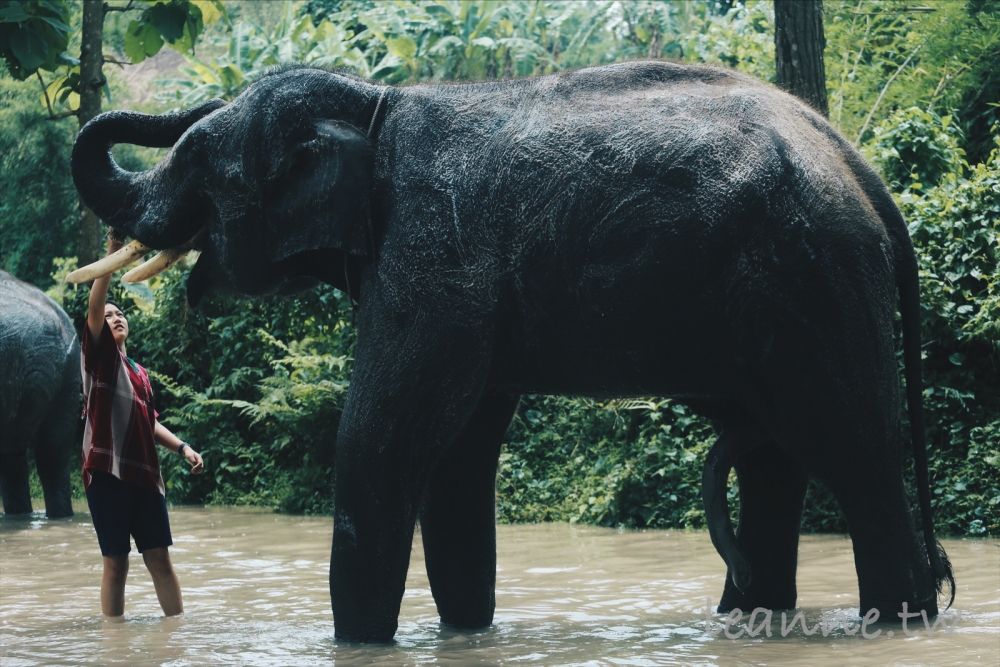 [泰國清邁親子行]到庫倫部落照顧大象 活動豐富 專業攝影 以及超豐盛午餐 超難忘的體驗