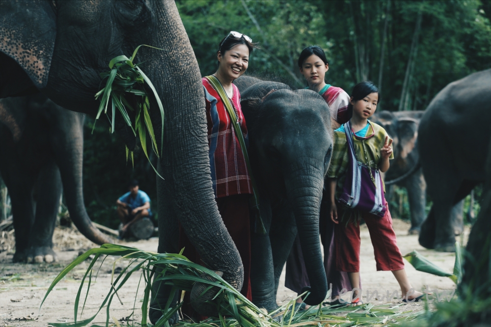 泰國清邁七天六夜親子行程推薦 (做菜課、水樂園、大象體驗營、叢林探險分享)