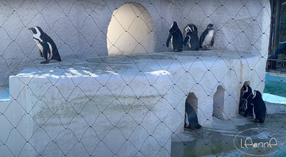 上野動物園 黑腳企鵝