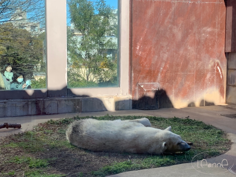 上野動物園北極熊